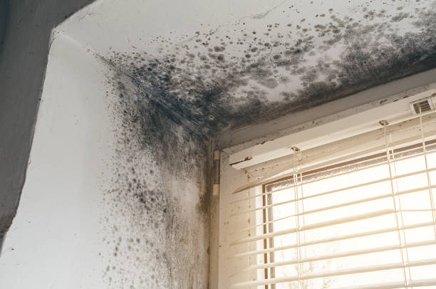 Affordable Attic Mold Remediation solutions in Clarklake, MI