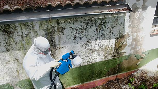 Top rated local Attic Mold Remediation specialists in Clarklake, MI